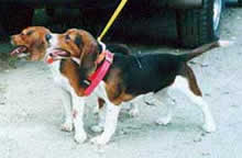 Tracking collars and Beagles
