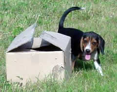 Brandy sniffing box with rabbit inside.