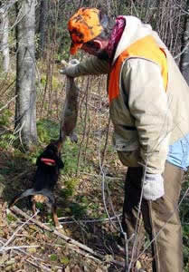 Training a Beagle pup