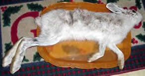 Cleaning a Snowshoe Hare