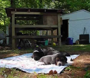 Building a Puppy Palace for Beagles.