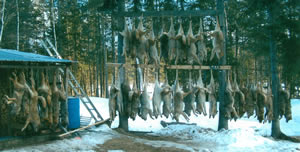 There is no shortage of coyotes in NH!