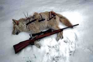 NH&nbsp;Coyote Hunting