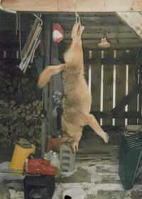 Coyote Hunting over bait.