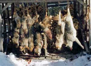 New Hampshire Coyote Hunting