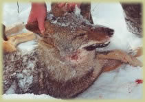 New Hampshire coyote hunting!