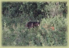 Black Bear Hunting in NH