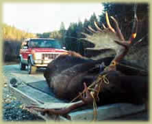 Moose Hunting in NH