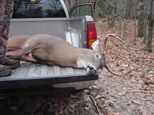 NH Whitetail Deer Hunting