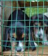 2_pups_in_pen.jpg