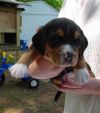 blackie_4wks_opt.jpg