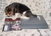 buddy_laptop.jpg