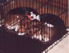 katie_annie_crate2.jpg