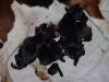 litter_pups.jpg