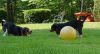 pups_tug_of_war.jpg