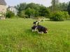 pups_yard_cam_opt.jpg