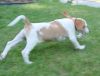 suzy_running1.jpg