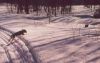 chasing_bunny_snow_opt.jpg