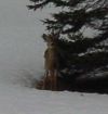 deer2_opt_400.jpg