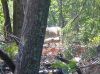 deer_behind_tree.jpg