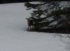 deer_opt_400.jpg