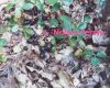 deer_droppings_big.jpg