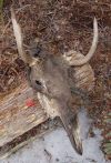 deer_skull.jpg