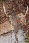 deer_skull2.jpg