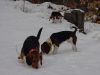 buster_annie_katie_searching.jpg