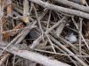 hare_hiding_wood_pile2.jpg
