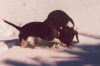 katie_annie_snow_bunny.jpg