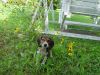 2pup04.jpg