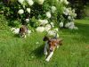 2pups04.jpg