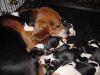 katie-pups-04.jpg
