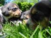 katies-pups2-04.jpg