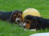 brandy_buddy_tutherball.jpg