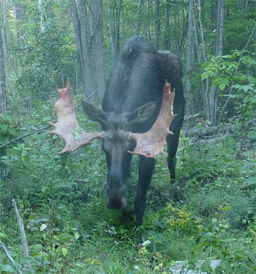 Is this close enough for some moose photographs?
