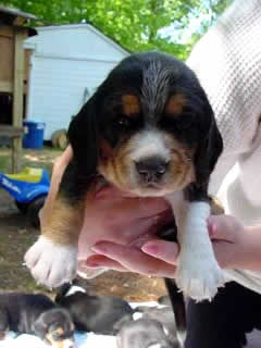 Beagle pups are so cute